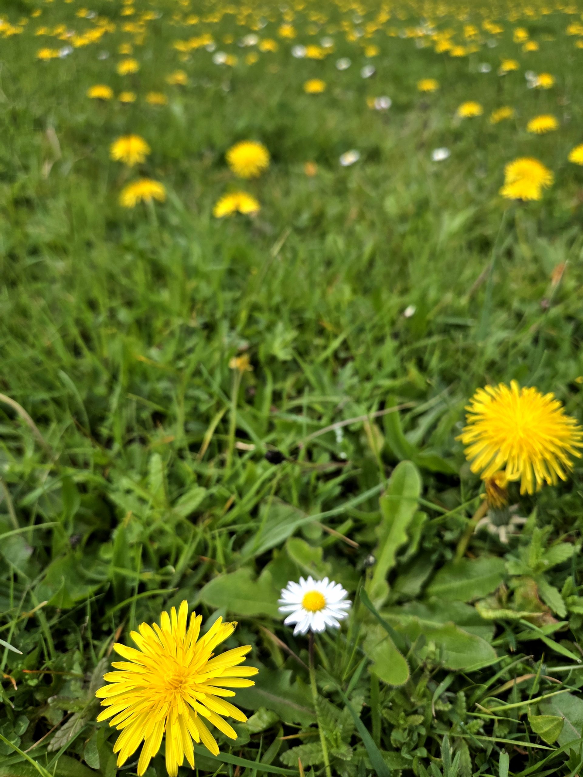 Vegan Dandelion Flower Honey
